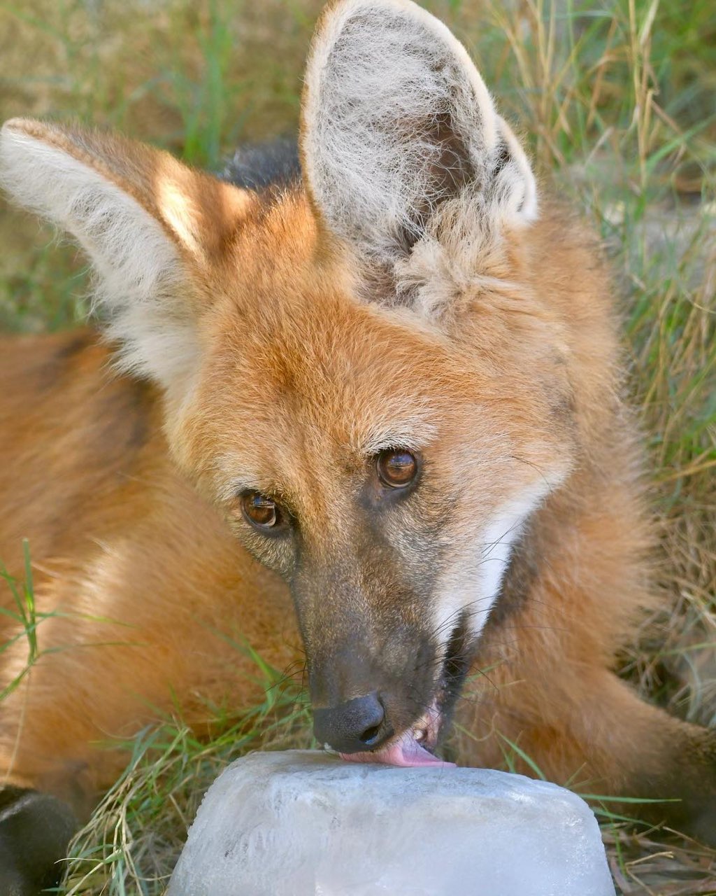 Picture of a maned wolf